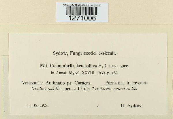 Cicinnobella heterothea image