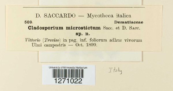 Cladosporium microstictum image