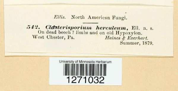 Clasterosporium herculeum image