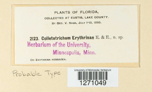 Colletotrichum erythrinae image