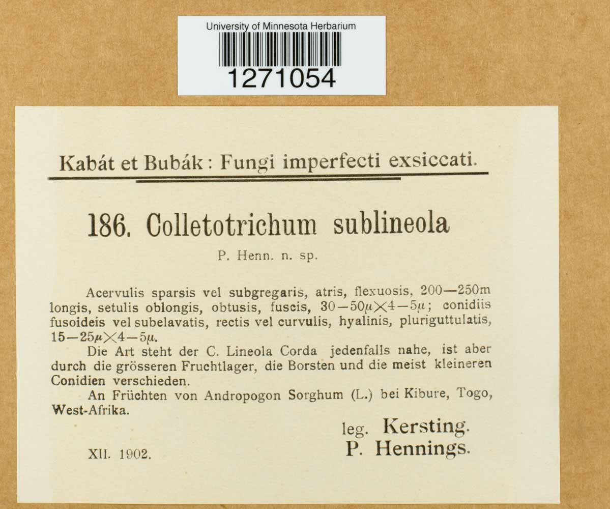 Colletotrichum sublineola image