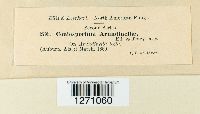 Image of Coniosporium arundinellae