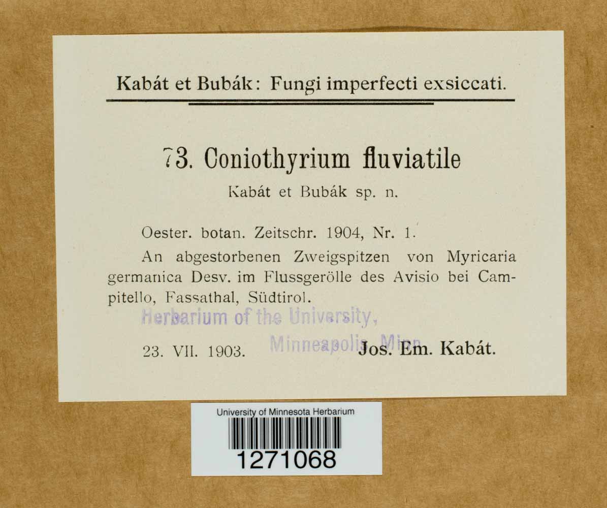Coniothyrium fluviatile image