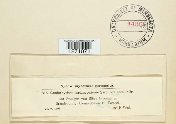 Coniothyrium image