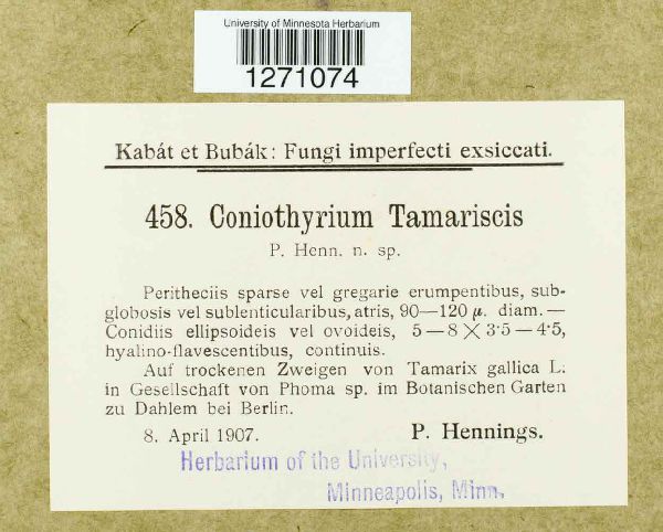 Coniothyrium tamarisci image