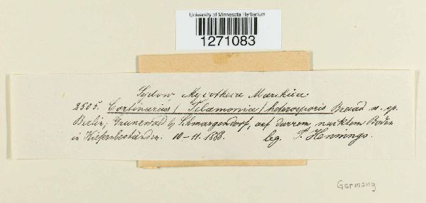 Cortinarius heterosporis image
