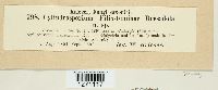 Cylindrosporium filix-feminae image