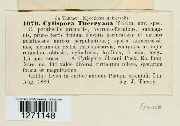 Cytospora therryana image