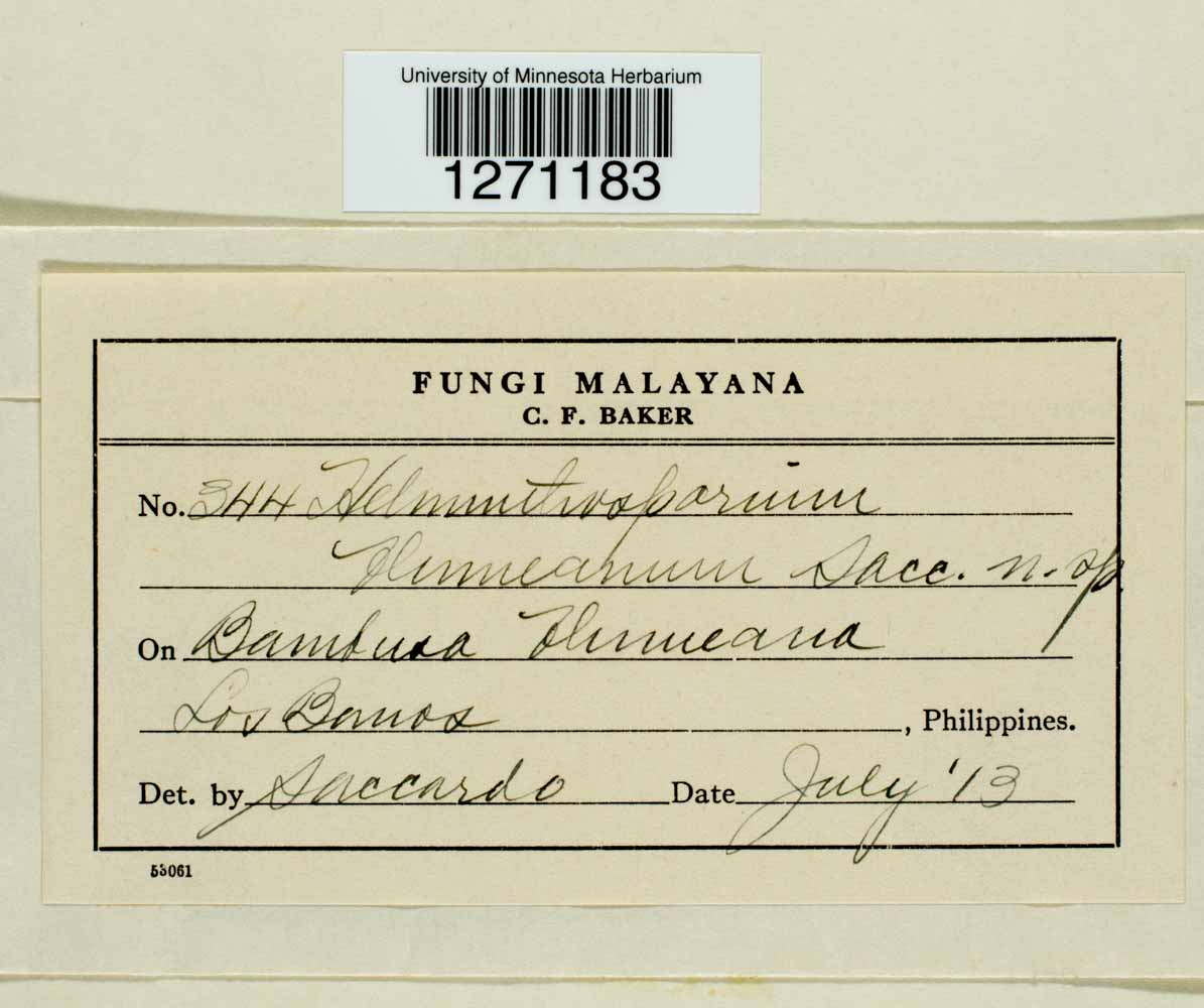 Helminthosporium ficinum image