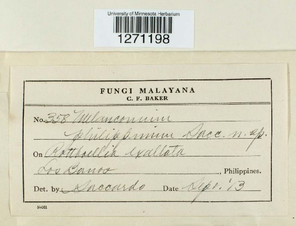 Melanconium philippinum image