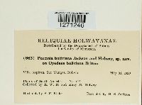 Puccinia boliviana image