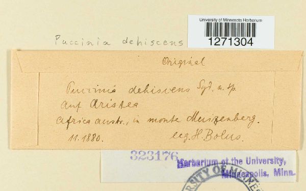 Puccinia dehiscens image