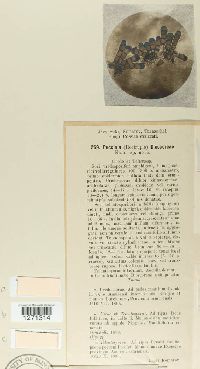 Puccinia dioscoreae image