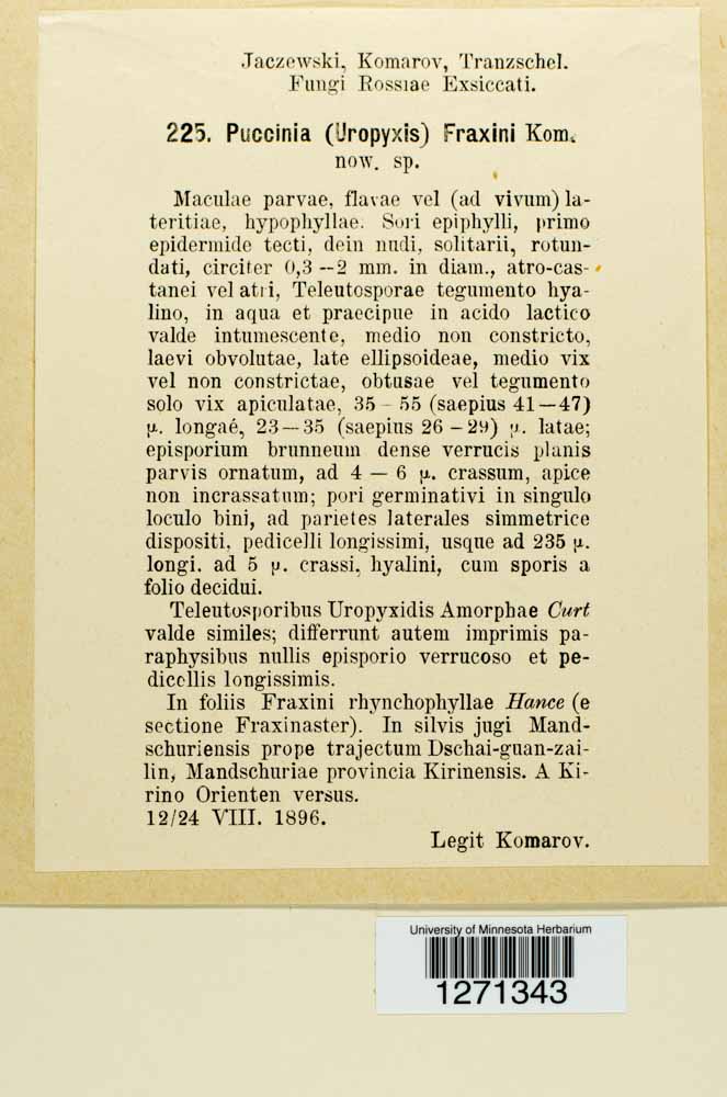 Macruropyxis fraxini image