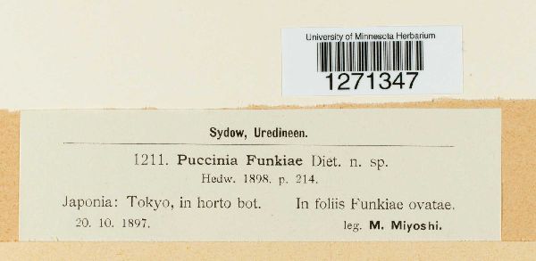 Puccinia hemerocallidis image