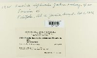 Puccinia impetrabilis image