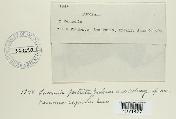 Puccinia pertrita image