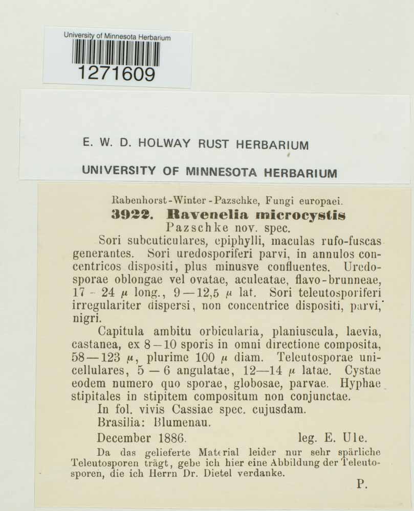 Ravenelia microcystis image