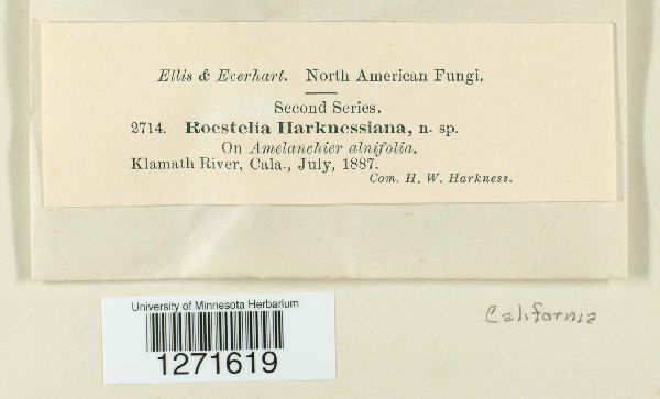 Roestelia harknessiana image