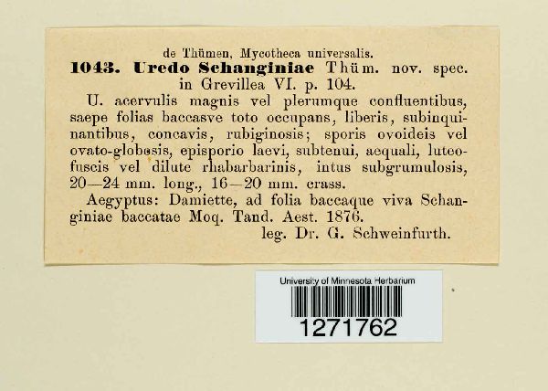 Uredo schanginiae image