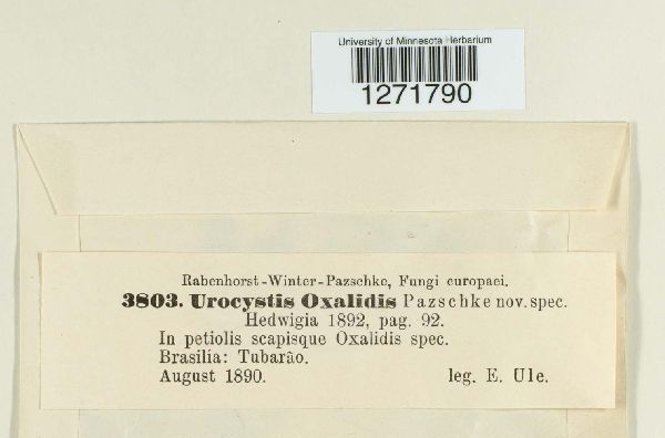 Urocystis oxalidis image
