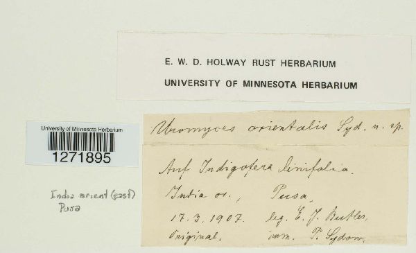 Uromyces orientalis image