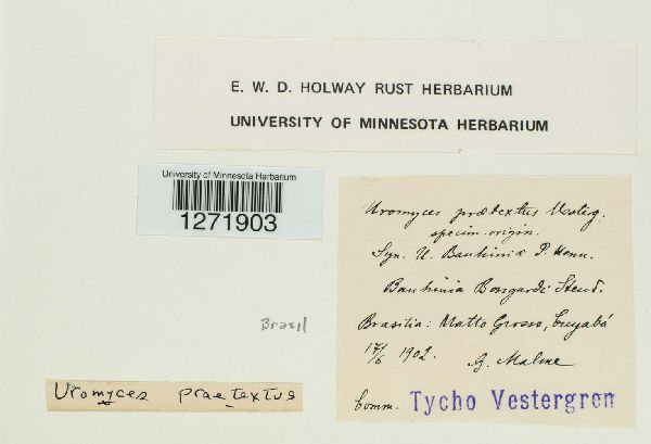 Uromyces praetextus image