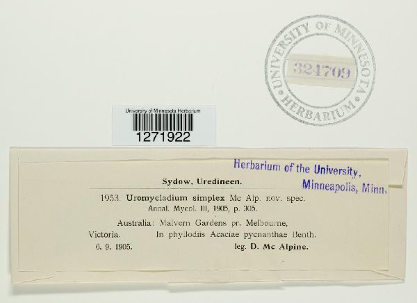Uromycladium simplex image