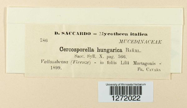 Cercosporella hungarica image