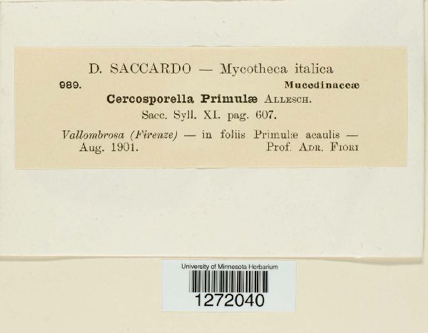 Cercosporella primulae image