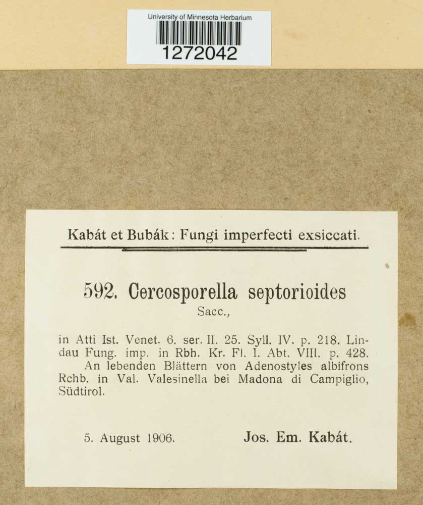 Cercosporella septorioides image