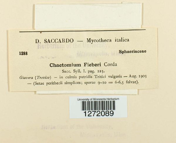 Chaetomium fieberi image