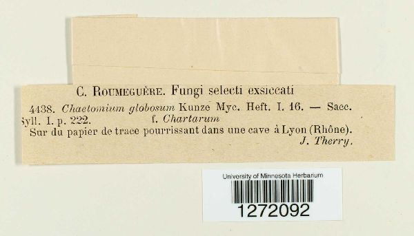 Chaetomium globosum image