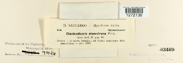 Chaetosphaerella phaeostroma image
