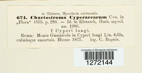 Chaetostroma image
