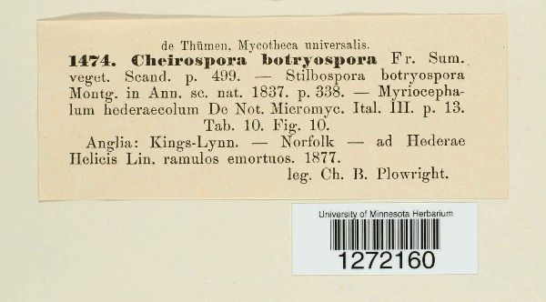 Cheirospora image