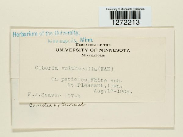 Ciboria sulfurella image
