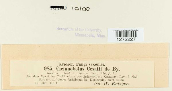 Cicinnobolus image
