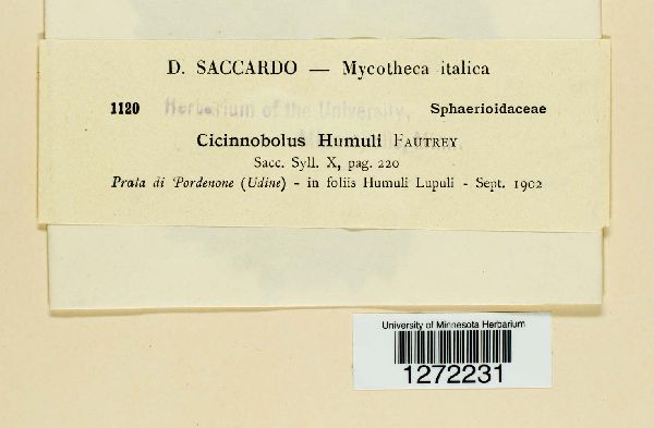 Cicinnobolus humuli image