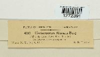 Cladochytrium alismatis image