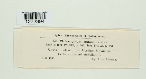 Cladochytrium butomi image