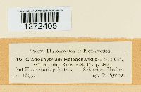 Image of Cladochytrium eleocharidis
