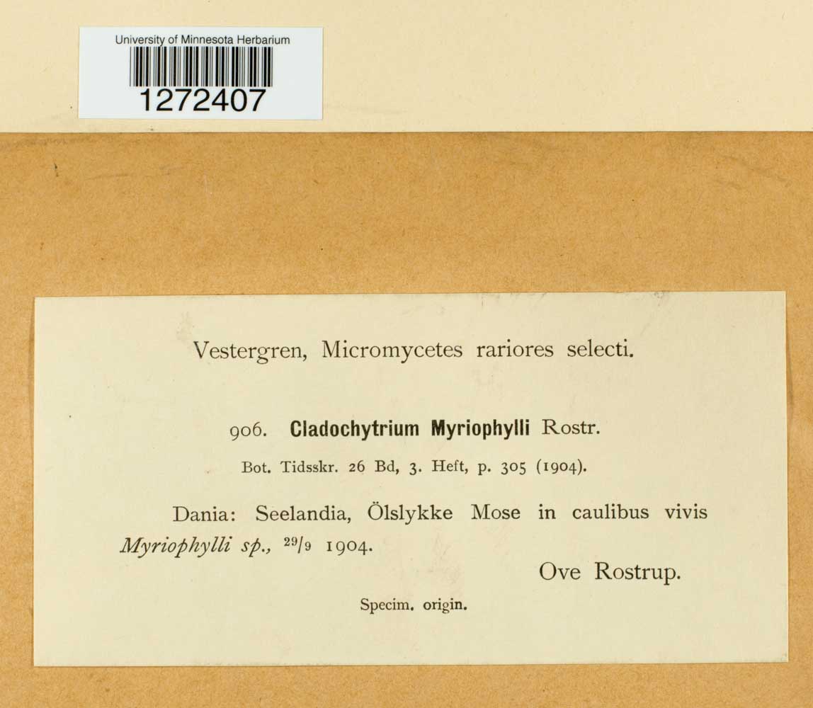 Cladochytrium myriophylli image