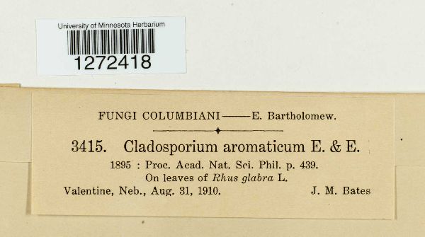 Cladosporium aromaticum image