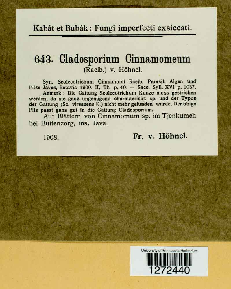 Cladosporium cinnamomeum image