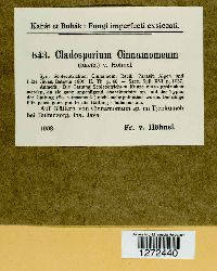 Image of Cladosporium cinnamomeum
