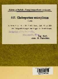 Cladosporium entoxylinum image