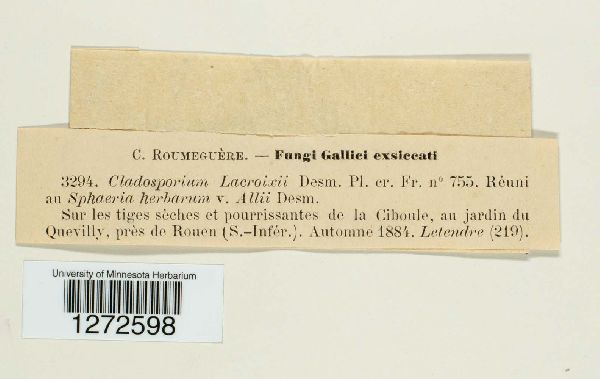 Cladosporium lacroixii image