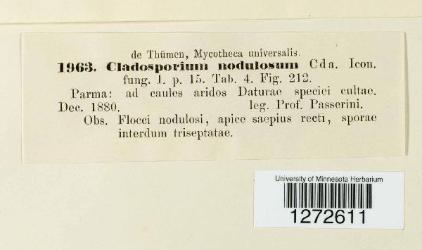 Cladosporium nodulosum image