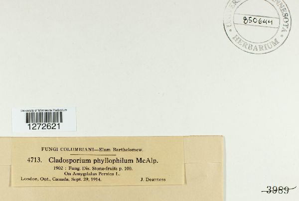 Cladosporium phyllophilum image